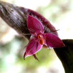 Bulbophyllum  haniffii-Flowering Size